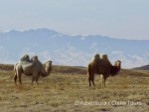 Hotel Kazachstán – turistika v zemi nomádů dovolená