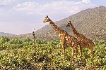 NP Samburu - žirafy síťované