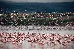 Lake Nakuru