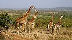 Masai Mara