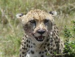 Masai Mara