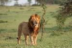 Masai Mara