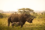 Lake Nakuru