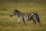 Hotel Keňa – safari pod Kilimandžárem a Indický oceán dovolená