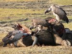 Hotel Keňa – safari pod Kilimandžárem a Indický oceán dovolená
