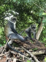 Hotel Keňa - Safari snů a bílé pláže Diani dovolená