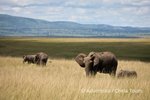 Hotel Magická Keňa – Masai Mara a ostrov Lamu dovolená