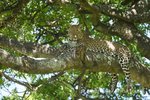 Hotel Magická Keňa – Masai Mara a ostrov Lamu dovolená