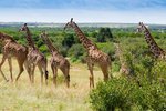 Keňa, Nairobi a okolí, Nairobi - TO NEJLEPŠÍ Z KENI + SAFARI + KOUPÁNÍ V INDICKÉM OCEÁNU (LETECKY Z PRAHY)