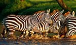 Keňa, Nairobi a okolí, Nairobi - TO NEJLEPŠÍ Z KENI + SAFARI + KOUPÁNÍ V INDICKÉM OCEÁNU (LETECKY Z PRAHY)
