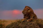 Keňa, Nairobi a okolí, Nairobi - TO NEJLEPŠÍ Z KENI + SAFARI + KOUPÁNÍ V INDICKÉM OCEÁNU (LETECKY Z PRAHY)