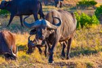 Keňa, Nairobi a okolí, Nairobi - TO NEJLEPŠÍ Z KENI + SAFARI + KOUPÁNÍ V INDICKÉM OCEÁNU (LETECKY Z PRAHY)