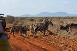 Safari