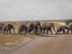 Safari