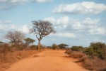 Safari