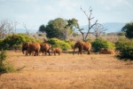 Safari