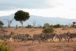Safari