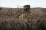 Safari