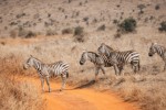 Safari
