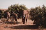 Kudu camp