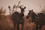 Kudu camp