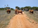 Safari
