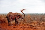 Safari