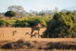 Safari