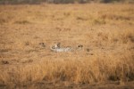 Safari