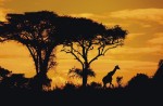 Keňa - Safari okruh Keňou s pobytem u moře