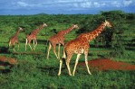Keňa - Safari okruh Keňou s pobytem u moře