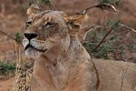 Hotel Keňa - Safari snů a bílé pláže Diani dovolená