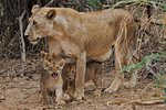 Hotel Keňa - Safari snů a bílé pláže Diani dovolená