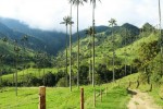Údolí Valle Cocora