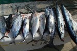 Kuba, Havana, Havana - Big Game Fishing (HAVANA) - MARINA HEMINGWAY-ACUARIO