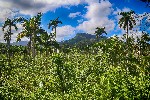 El Yunque