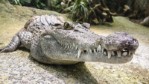 crocodile-16605121920