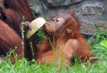 orangutan02-foto-bagosi-zoltan