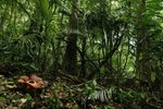 Malajsie, Malajský poloostrov, Kuala Lumpur - Krátký okruh západním pobřežím