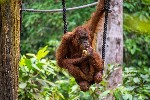 sepilok - orangutani