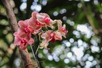 orchidej_botanicka_zahrada