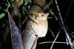 fauna na Borneu