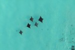 Eagle ray