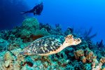 Podmořský život Cozumel
