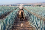 Farmář a pole agáve, město Tequila, Jalisco, Mexico