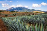 Pole agáve ve městě Tequila, Jalisco