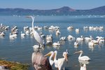 Pelikáni a jezero Chapala