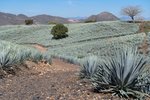 Plantáž Agave město Tequila Jalisco
