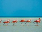 Holbox