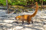 Fauna v Tulumu